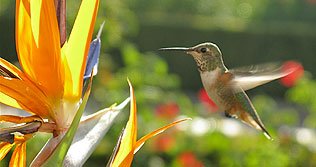 colibri